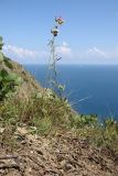 Althaea cannabina
