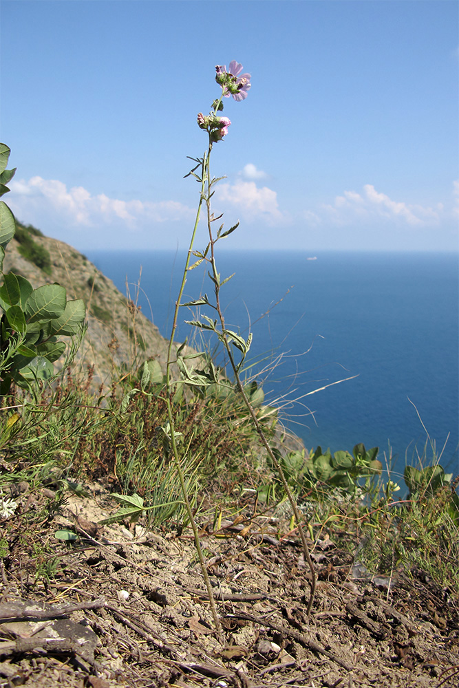 Image of Althaea cannabina specimen.