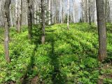 Corydalis bracteata