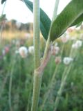 Trifolium montanum. Фрагмент побега с частью стеблевого листа (виден прилистник, сросшийся с черешком). Томская обл., окр. г. Томск, суходольный луг. 09.07.2009.