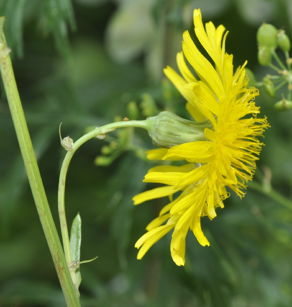 Image of Sonchus arvensis ssp. uliginosus specimen.