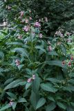 Impatiens glandulifera