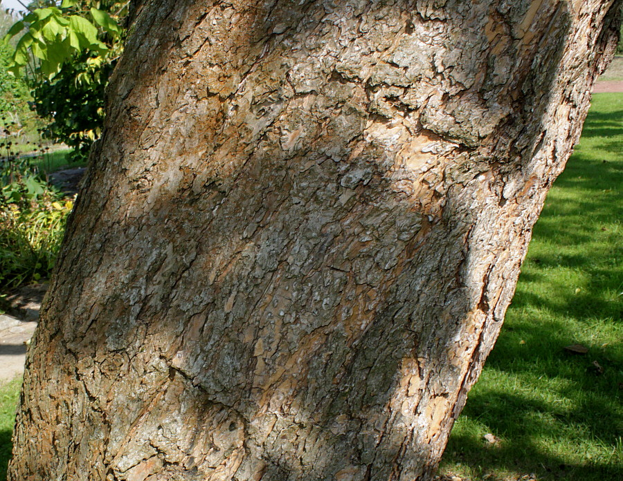 Изображение особи Catalpa bignonioides.