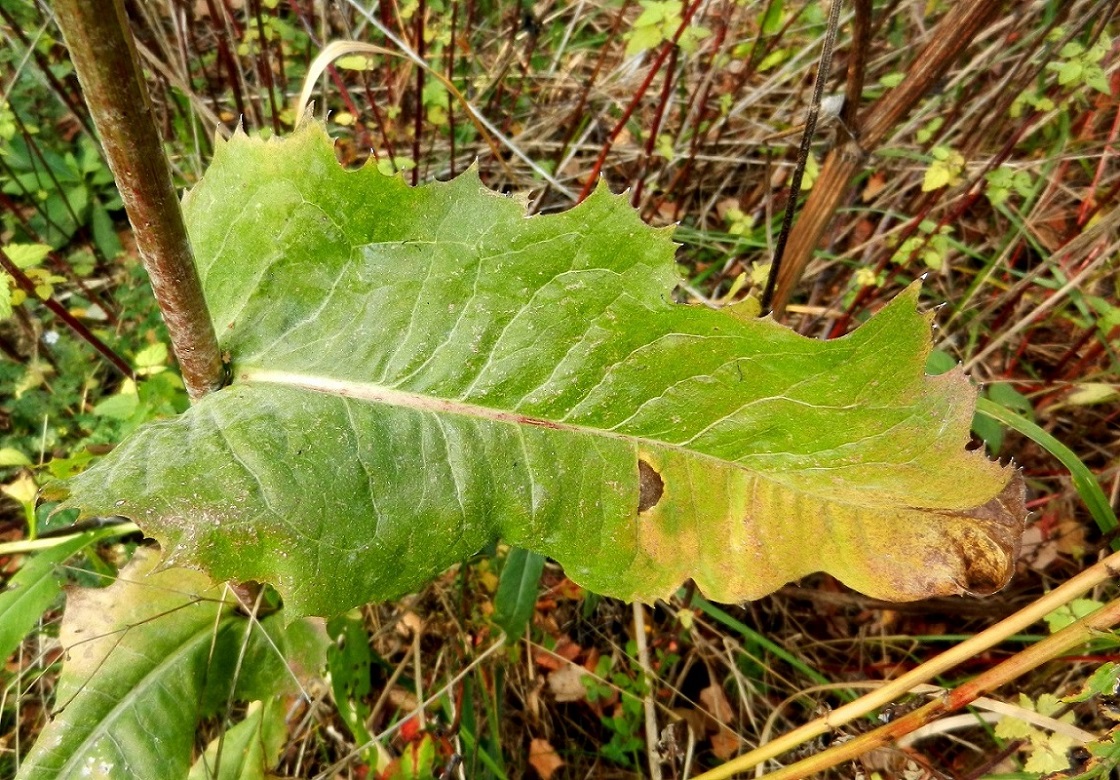 Image of Cichorium intybus specimen.