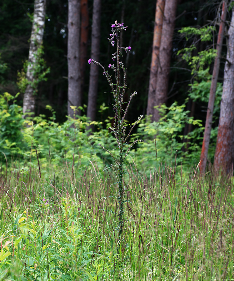 Изображение особи Cirsium palustre.