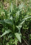 Cirsium heterophyllum