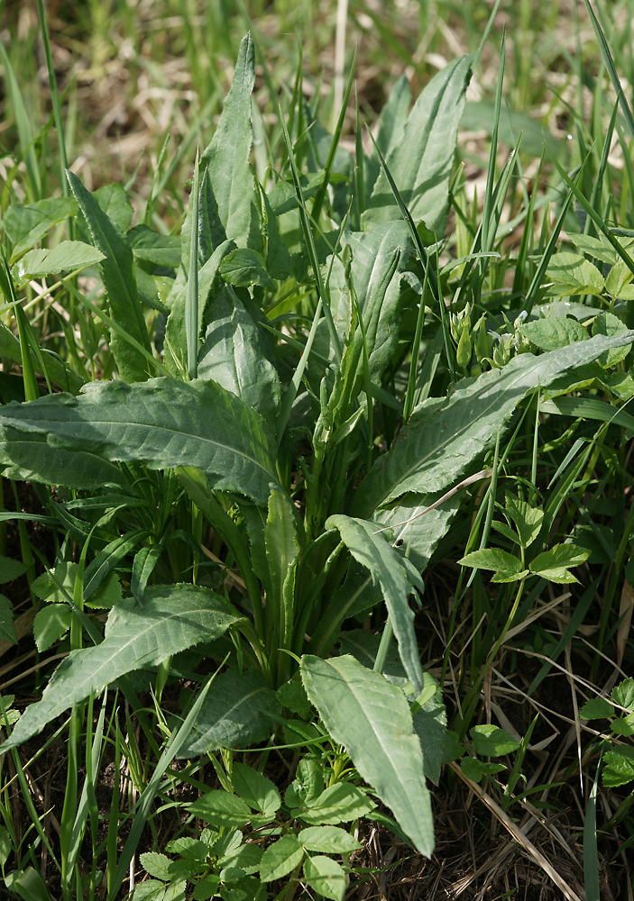 Изображение особи Cirsium heterophyllum.