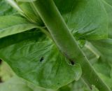 Nicotiana tabacum. Часть побега и основание листа. Германия, г. Крефельд, Ботанический сад. 06.09.2014.