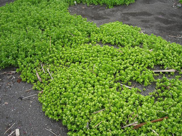 Изображение особи Honckenya peploides ssp. major.