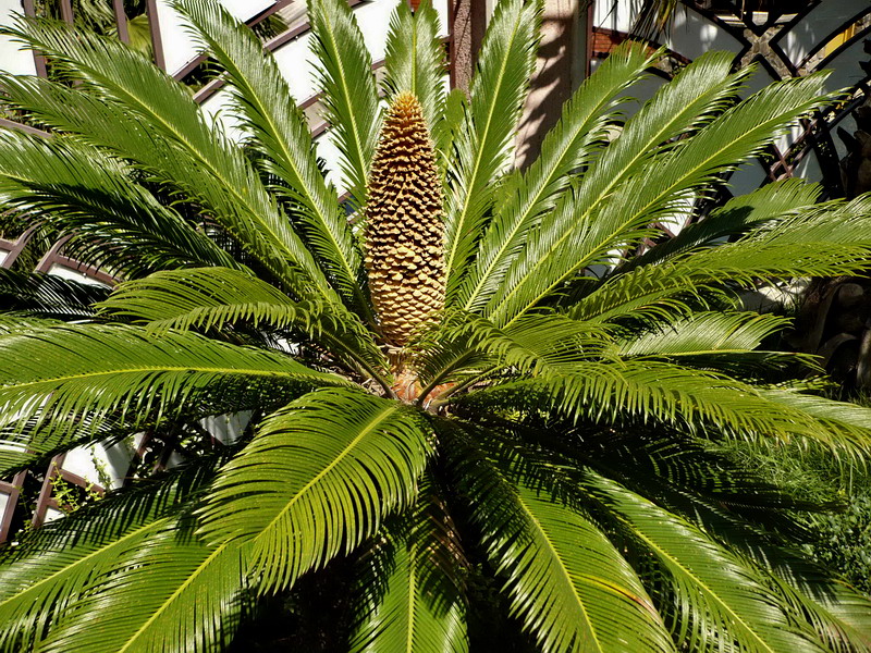 Image of Cycas taitungensis specimen.