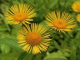 Inula britannica