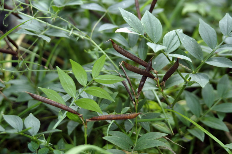 Изображение особи Lathyrus frolovii.