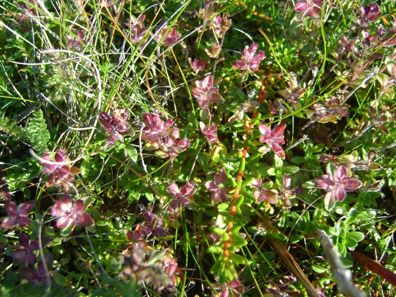 Изображение особи Thymus subarcticus.