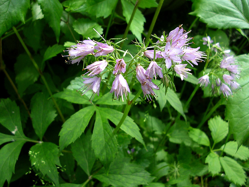 Image of Hydrophyllum virginianum specimen.