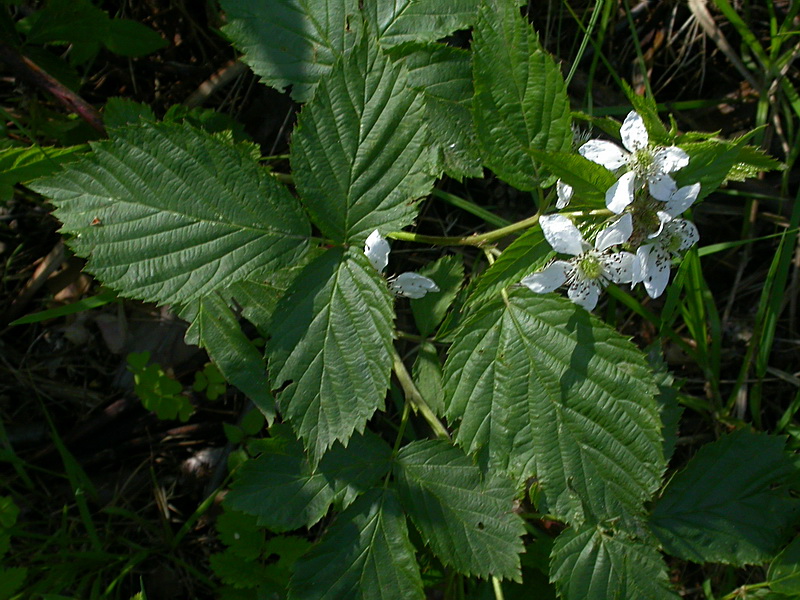 Изображение особи Rubus nessensis.