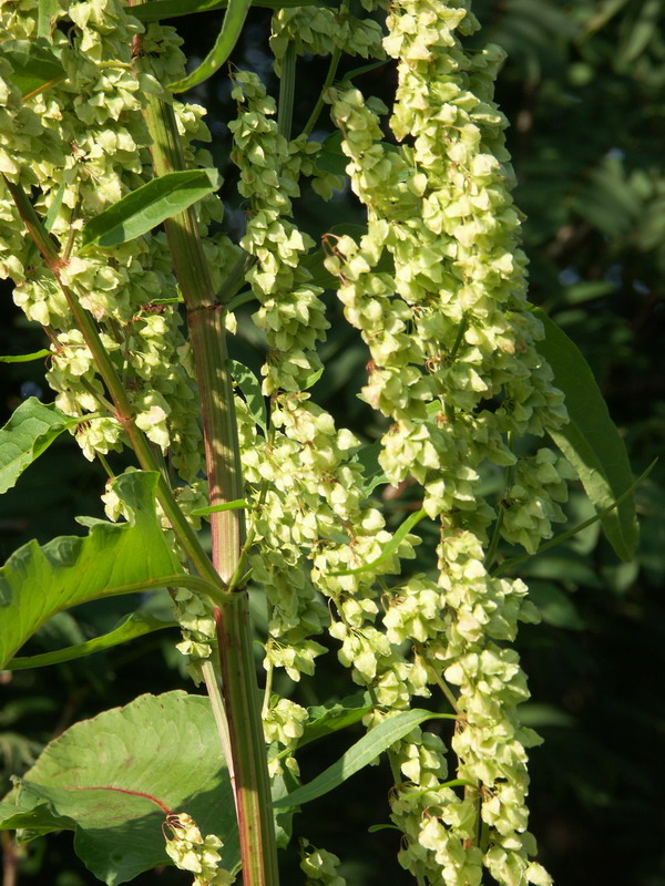 Image of Rumex aquaticus specimen.