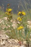 Hypericum elongatum