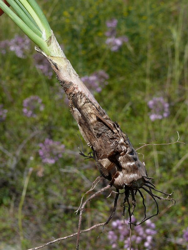 Изображение особи Allium rubens.