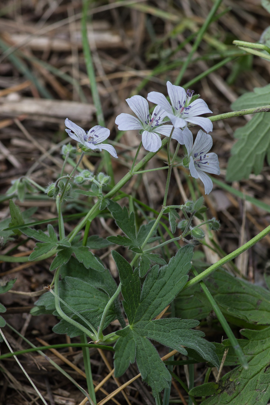 Image of Geranium asiaticum specimen.