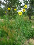 genus Tragopogon