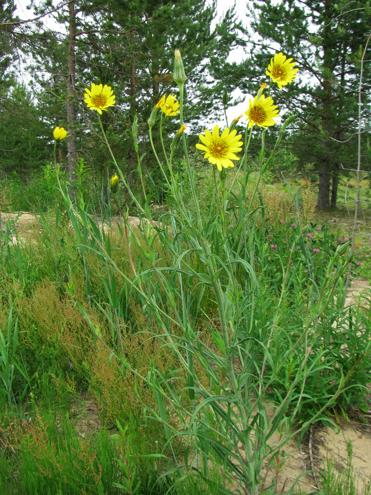 Изображение особи род Tragopogon.