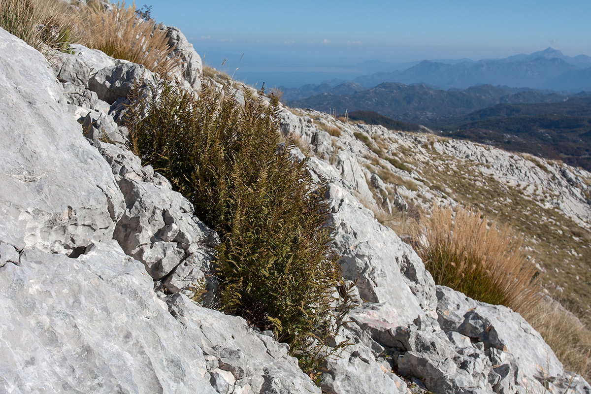 Image of Dryopteris oreades specimen.