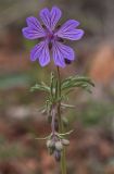 Geranium tuberosum