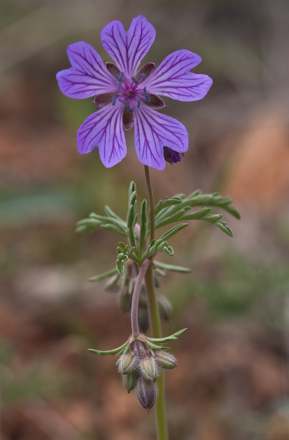 Изображение особи Geranium tuberosum.