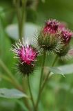 Arctium leiospermum