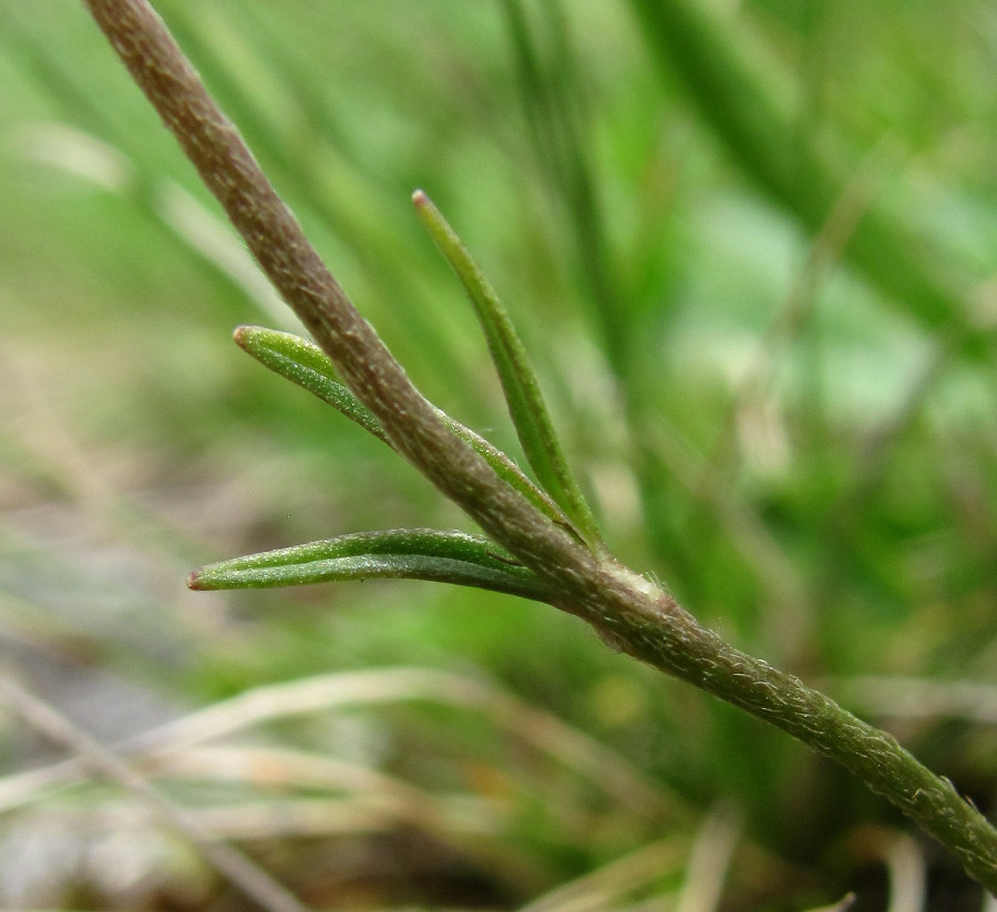 Image of Ranunculus crassifolius specimen.