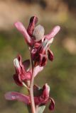 Image of taxon representative. Author is Владимир Эпиктетов