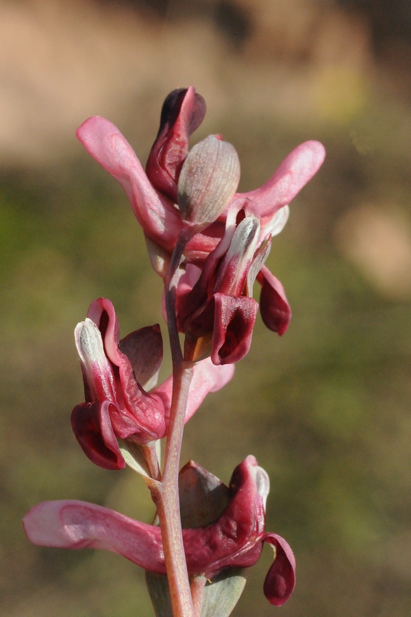 Изображение особи Corydalis ledebouriana.