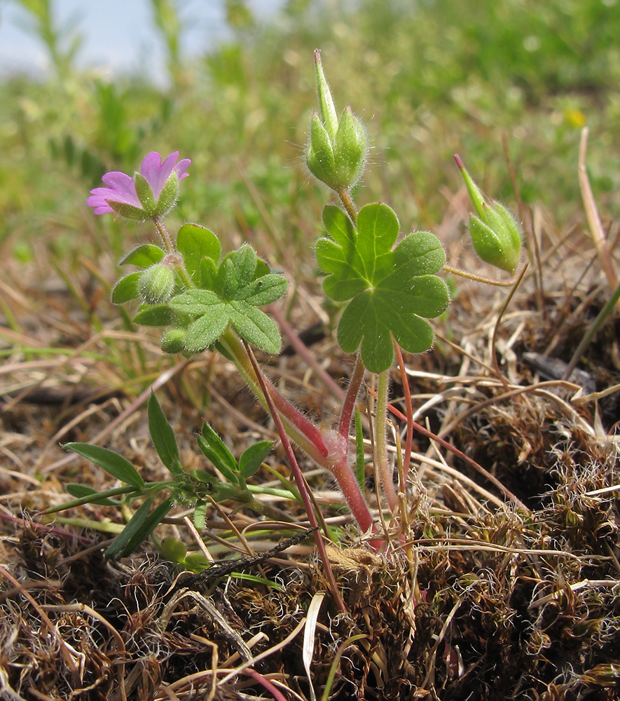 Изображение особи Geranium molle.