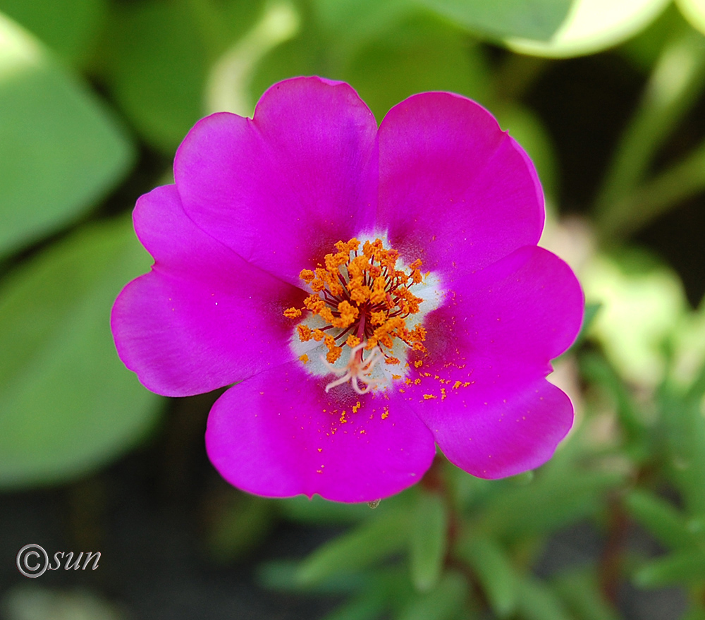 Image of Portulaca grandiflora specimen.