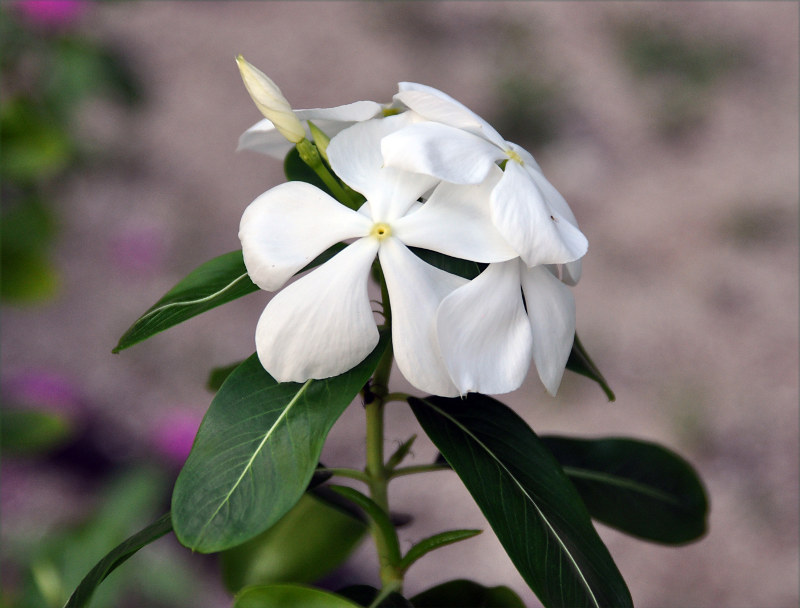 Изображение особи Catharanthus roseus.