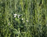 Pisum sativum