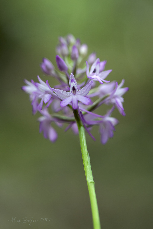 Изображение особи Anacamptis pyramidalis.