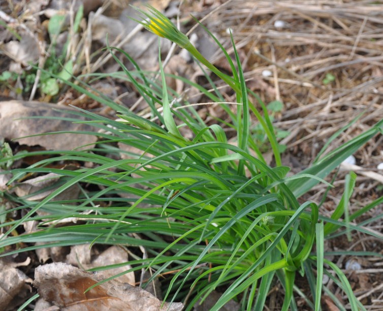 Изображение особи род Tragopogon.