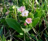 Pulmonaria mollis. Цветущее растение (редко встречающейся окраски). Иркутская обл., Иркутский р-н, окр. с. Смоленщина. 14.05.2015.