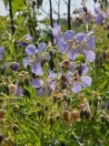 Geranium pratense ssp. sergievskajae