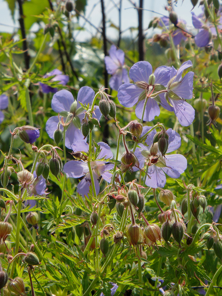 Изображение особи Geranium pratense ssp. sergievskajae.