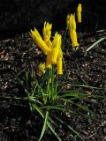 Narcissus cyclamineus. Цветущие растения. Великобритания, Шотландия, Эдинбург, Royal Botanic Garden Edinburgh. 4 апреля 2008 г.