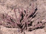 Halogeton glomeratus. Плодоносящее растение. Кыргызстан, Нарынская обл., г. Нарын на въезде около кафе, левый берег р. Нарын. 24.09.2015.