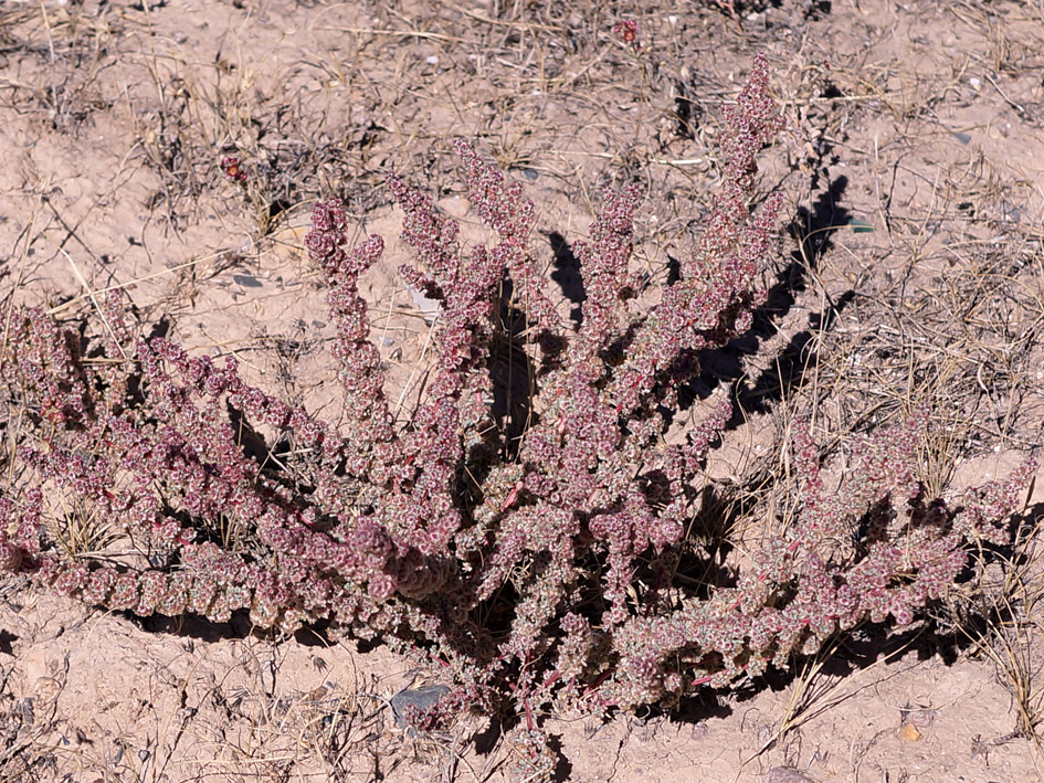 Image of Halogeton glomeratus specimen.