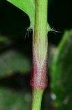 Commelina erecta