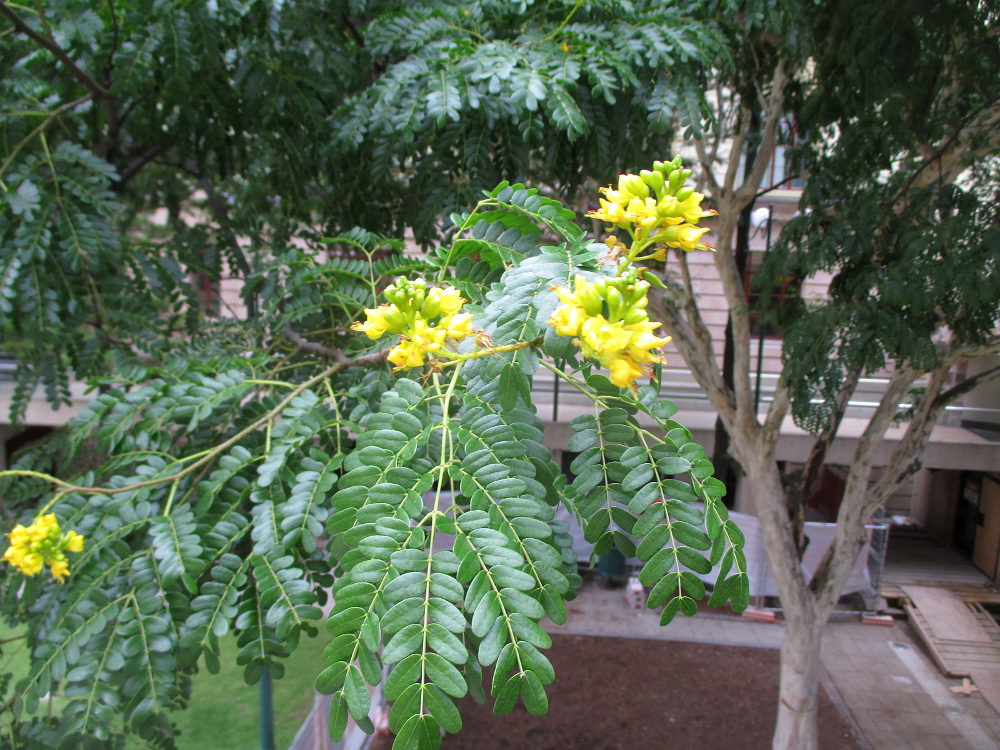 Image of Caesalpinia ferrea specimen.
