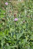 Cirsium incanum