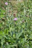 Cirsium incanum