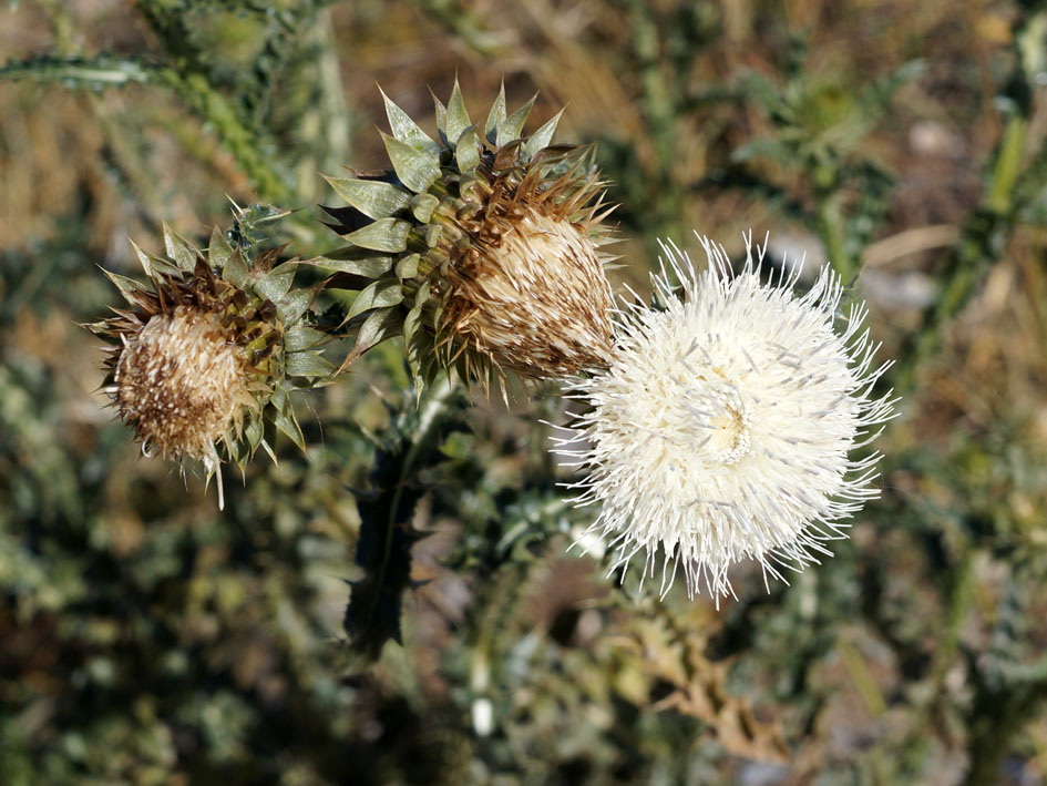 Image of Carduus nutans specimen.