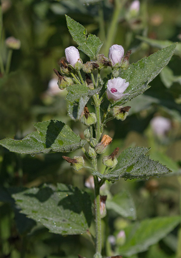 Изображение особи Althaea officinalis.